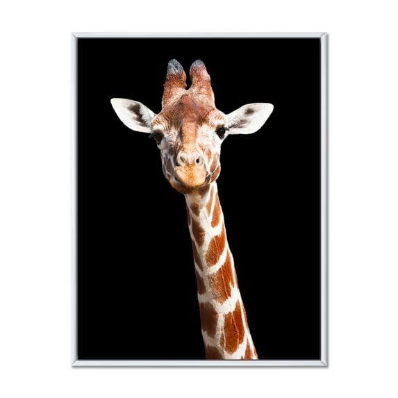 Close Up Portrait Of A Giraffe On Black V 30 in x 40 in Framed Photography Canvas Art Print, by Designart
