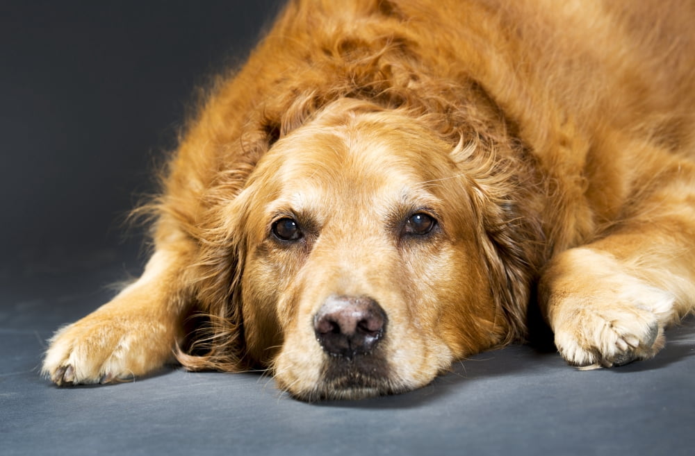Close Up Portrait Of A Golden Retriever Dog Laying Down Calgary Alberta Canada Canvas Art - Michael Interisano Design Pics (38 x 24)