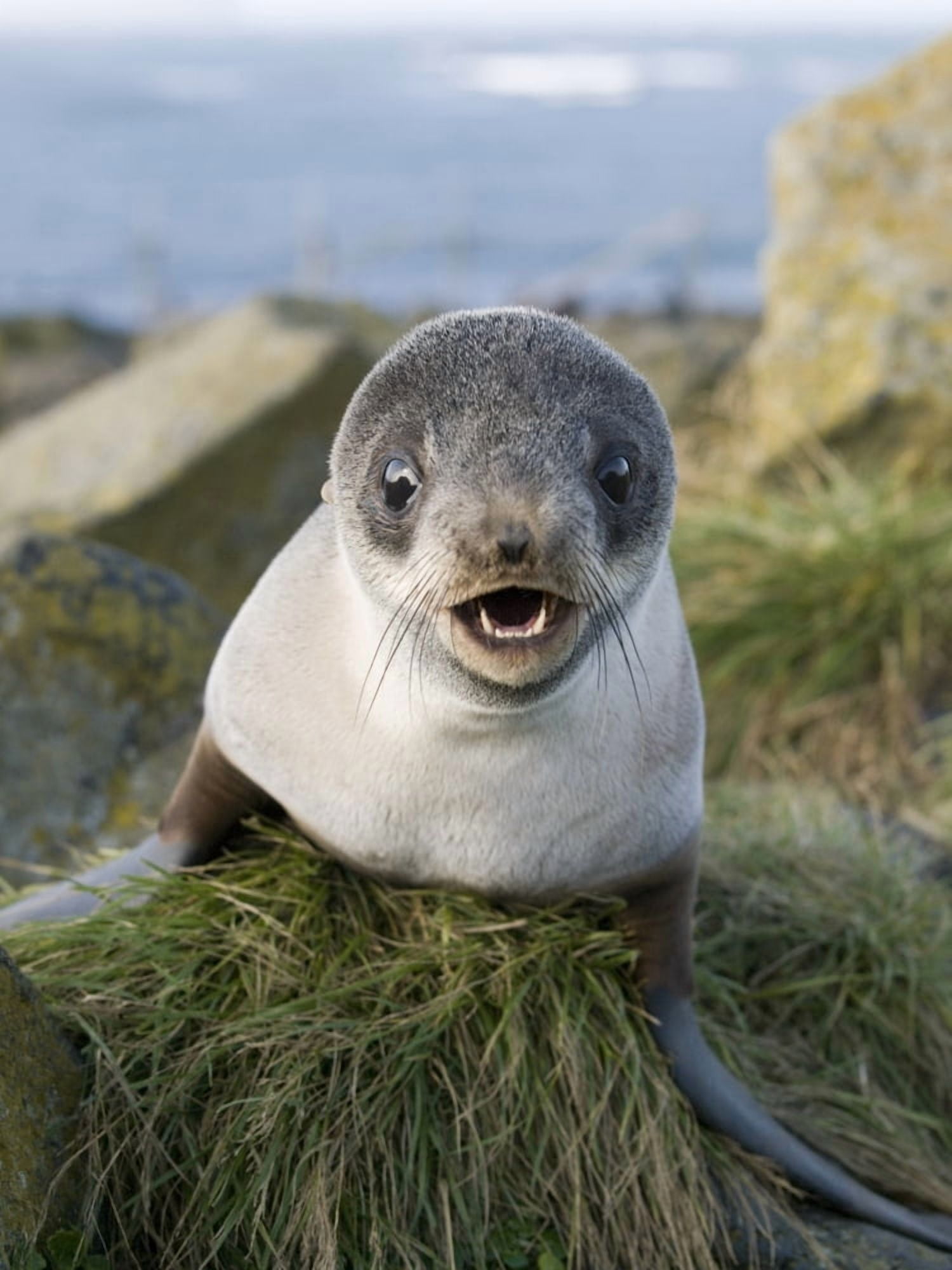Close Up Portrait Of A Juvenile Northern Fur Seal St Paul Island Southwest Alaska Summer Canvas Art - John Gibbens Design Pics (12 x 17)