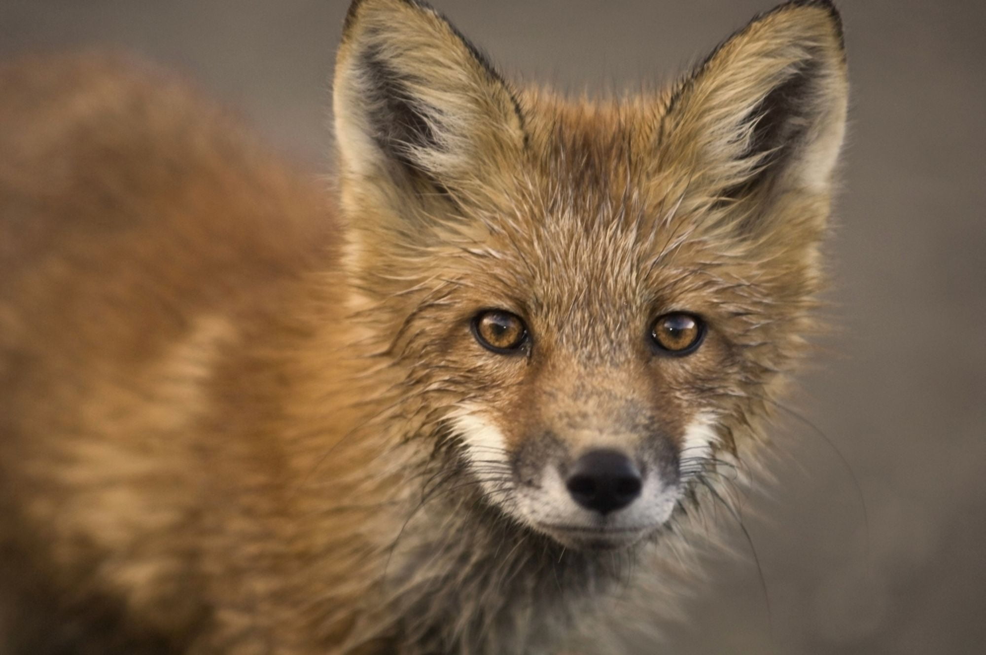 Close Up Portrait Of A Red Fox During Autumn In Denali National Park Alaska Canvas Art - Ron Sanford Design Pics (34 x 22)