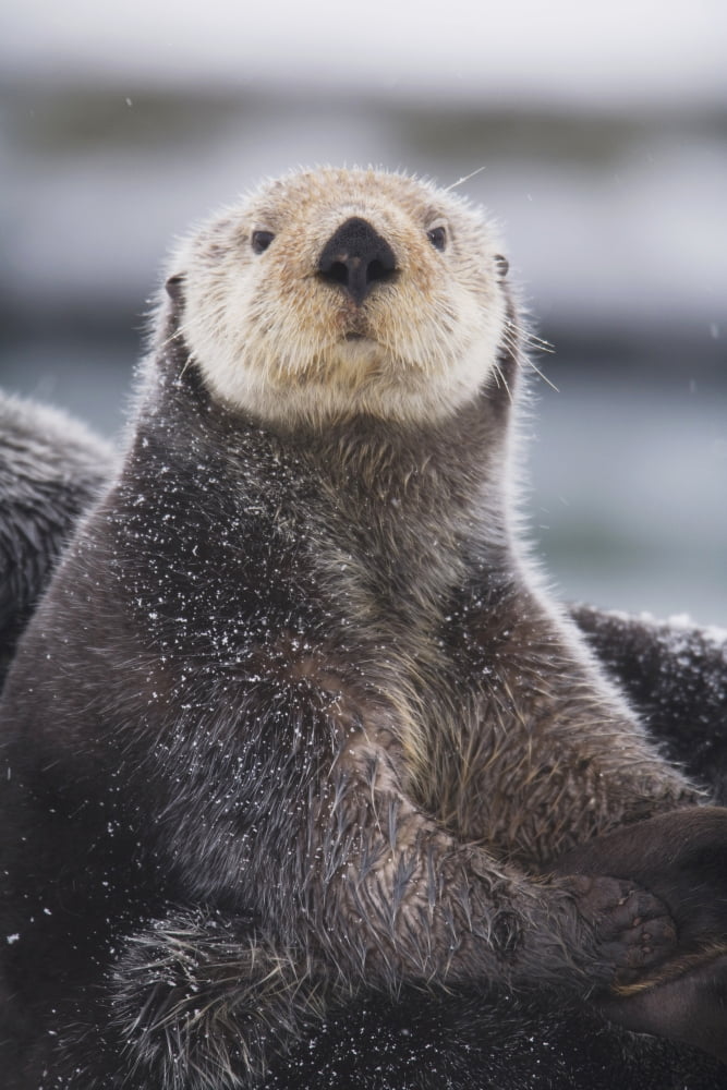 Close Up Portrait Of A Sea Otter In Prince William Sound Southcentral Alaska Winter Canvas Art - Milo Burcham Design Pics (12 x 19)