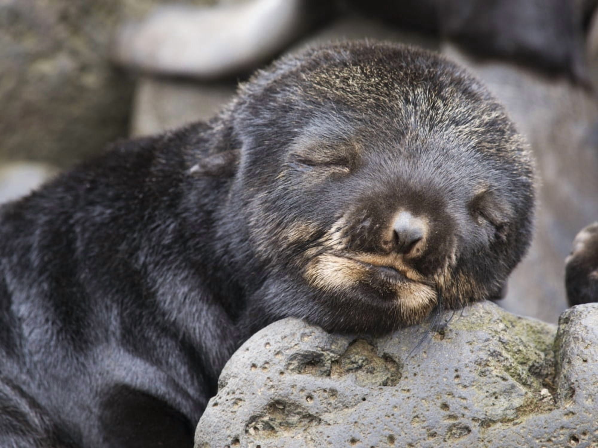 Close Up Portrait Of A Sleeping Northern Fur Seal Pup St Paul Island Southwest Alaska Summer Canvas Art - John Gibbens Design Pics (17 x 12)