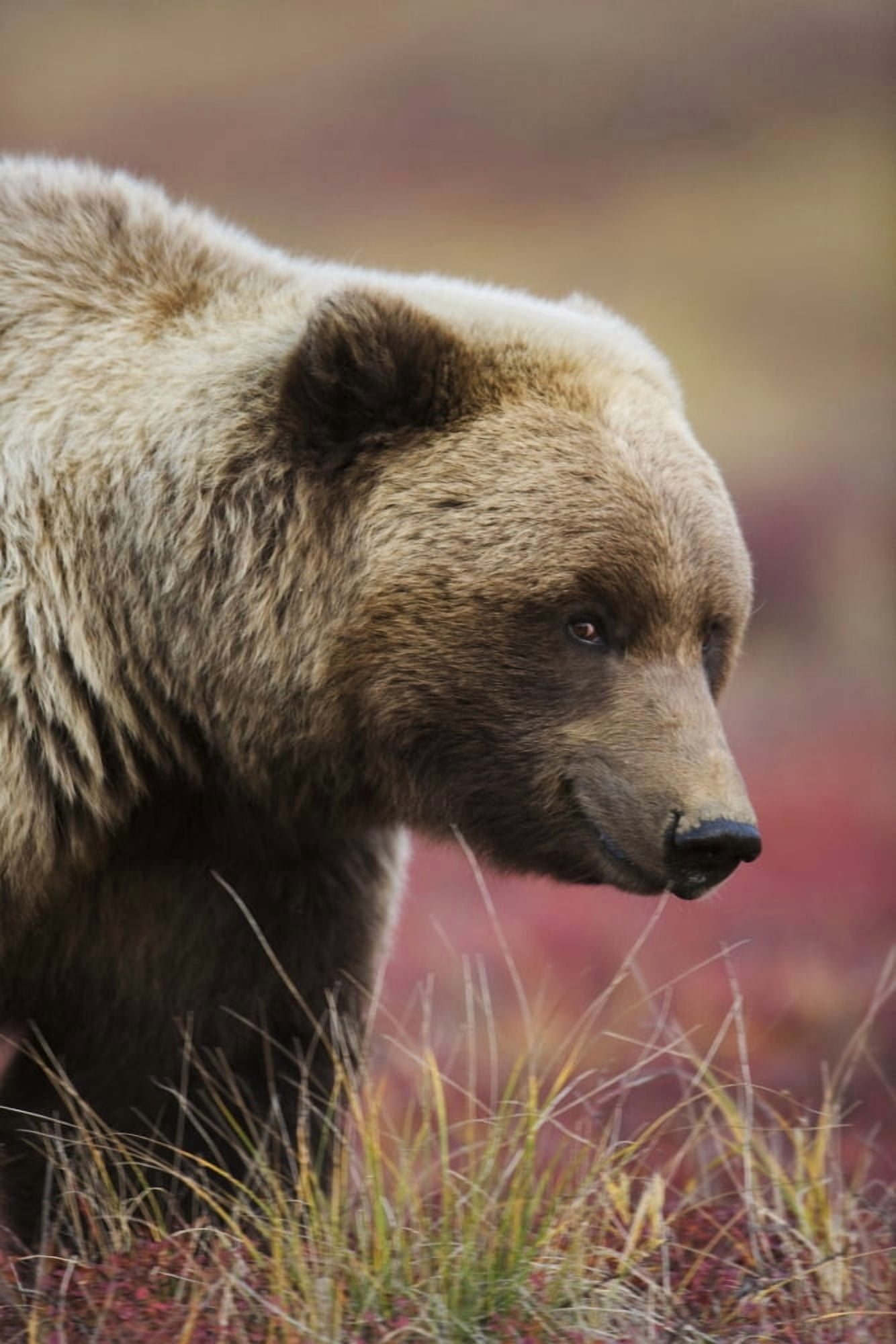 Close Up Portrait Of A Smiling Grizzly Bear In Denali National Park Interior Alaska Fall Canvas Art - Milo Burcham Design Pics (11 x 17)