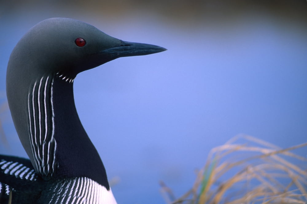 Close Up Portrait Of An Arctic Loon (Pacific Loon) Richardson Mountains Yukon Canvas Art - Peter Mather Design Pics (18 x 12)