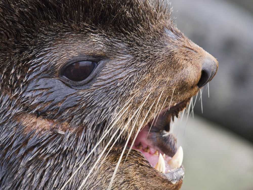Close Up Portrait Of Bull Northern Fur Seal St Paul Island Southwest Alaska Summer Canvas Art - John Gibbens Design Pics (16 x 12)