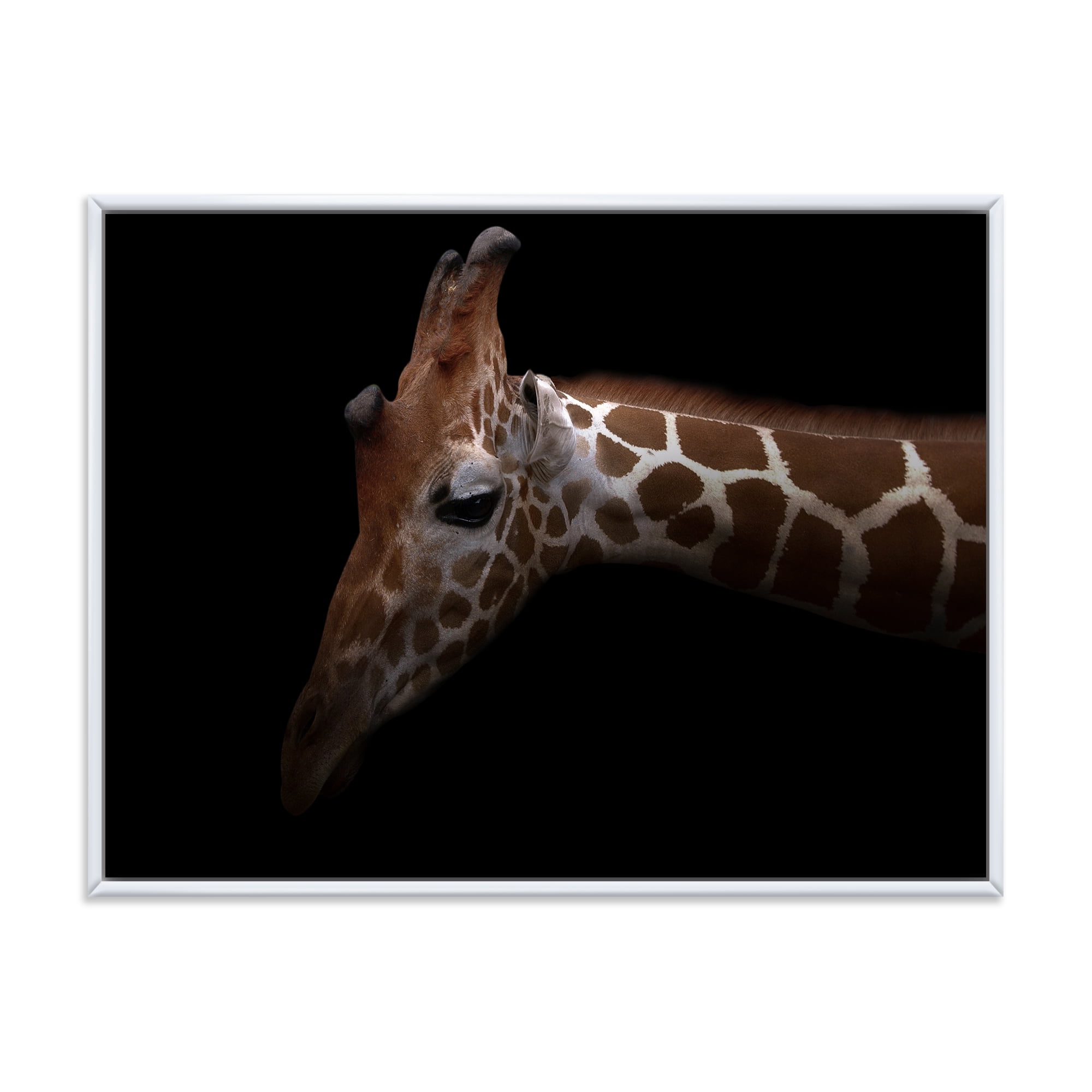 Close Up Portrait of A Giraffe VIII 20 in x 12 in Framed Photography Canvas Art Print, by Designart