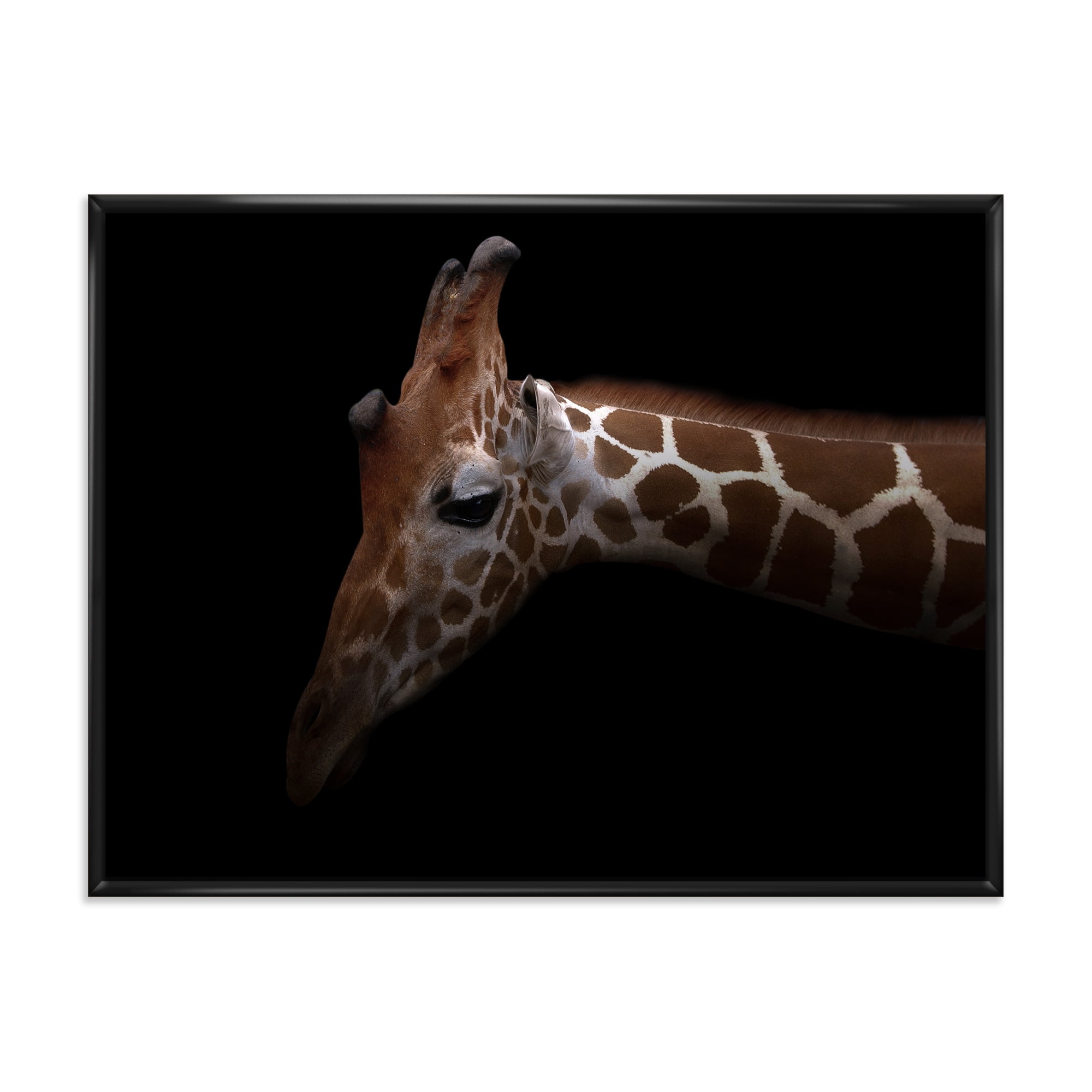 Close Up Portrait of A Giraffe VIII 20 in x 12 in Framed Photography Canvas Art Print, by Designart