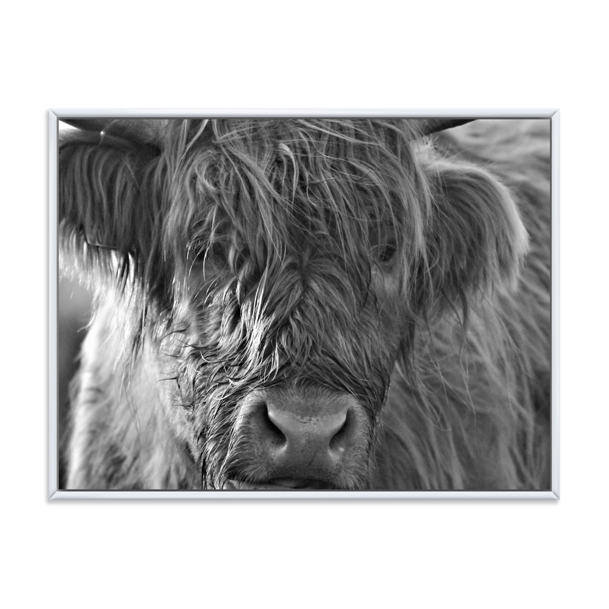 Close Up Scottish Highland Cows Living On Moorland 20 in x 12 in Framed Photography Canvas Art Print, by Designart
