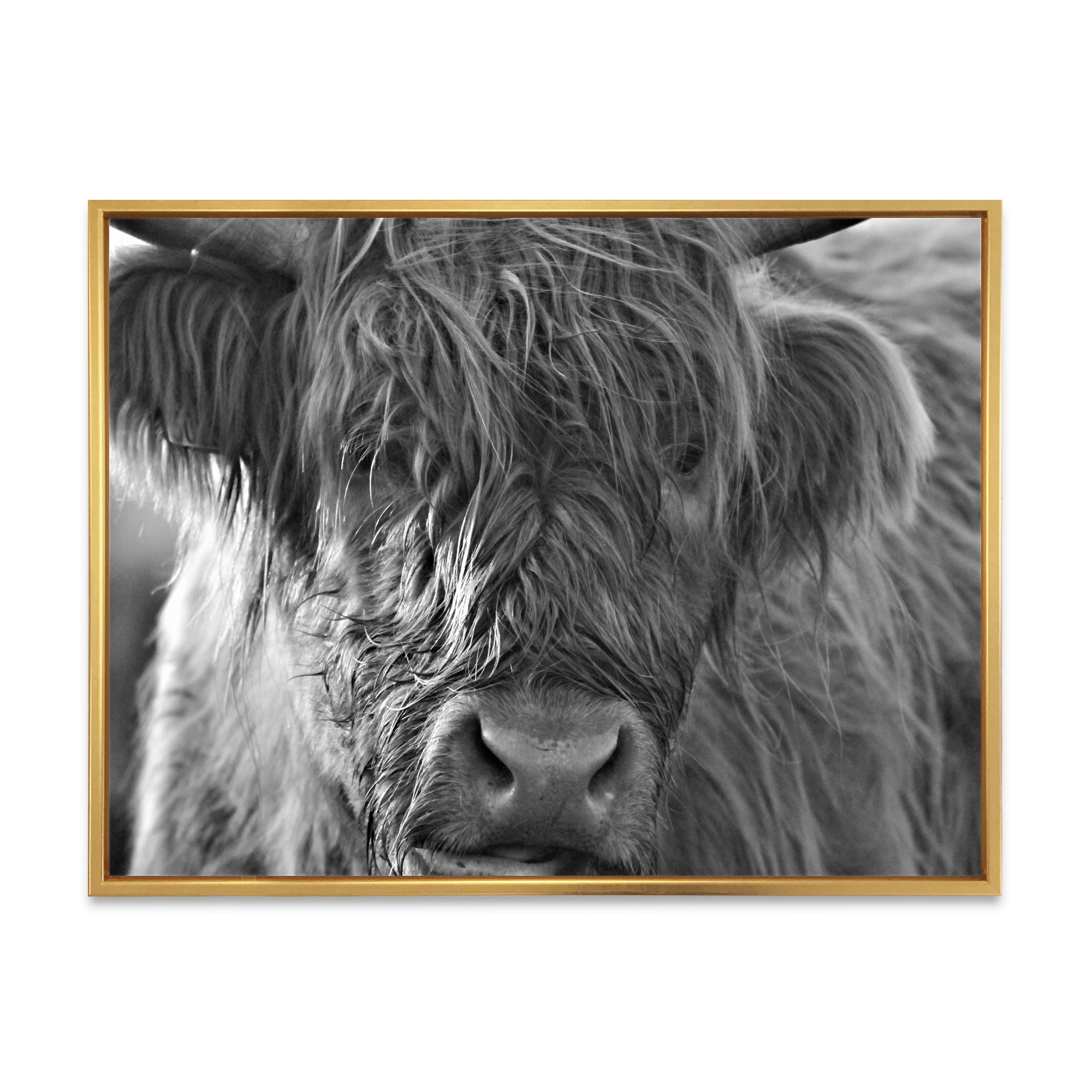Close Up Scottish Highland Cows Living On Moorland 32 in x 16 in Framed Painting Canvas Art Print, by Designart