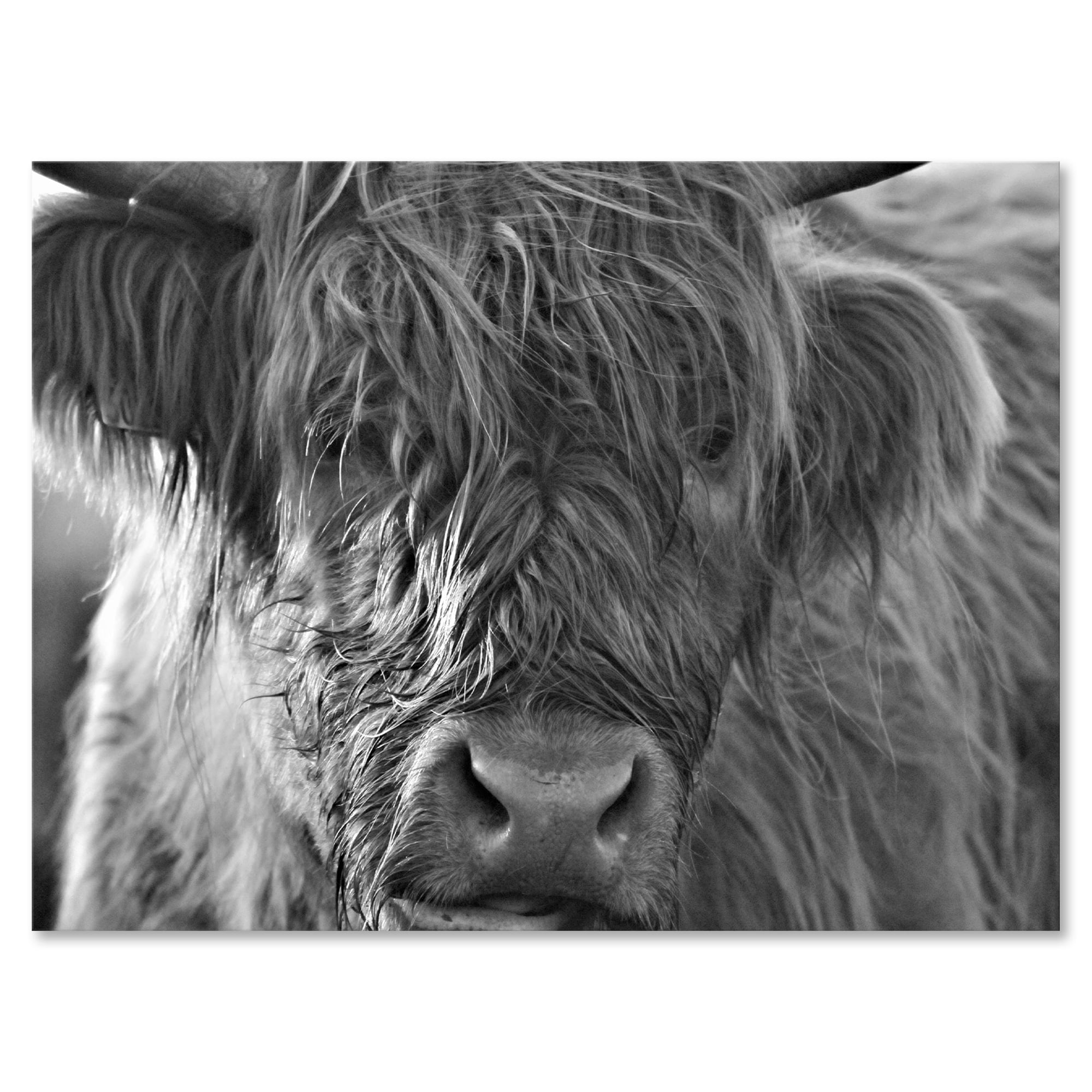 Close Up Scottish Highland Cows Living On Moorland 8 in x 12 in Photography Canvas Art Print, by Designart