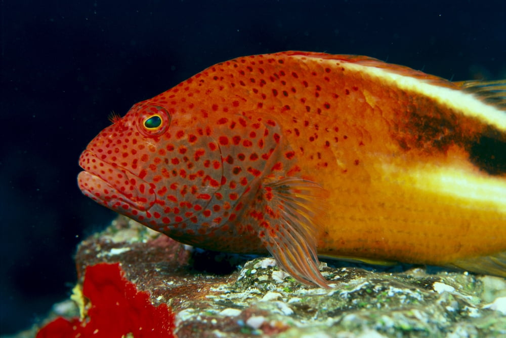 Close-Up Side View Of Blackside Hawkfish (Paracirrhites Forsteri) Above Reef Canvas Art - Dave Fleetham Design Pics (19 x 12)