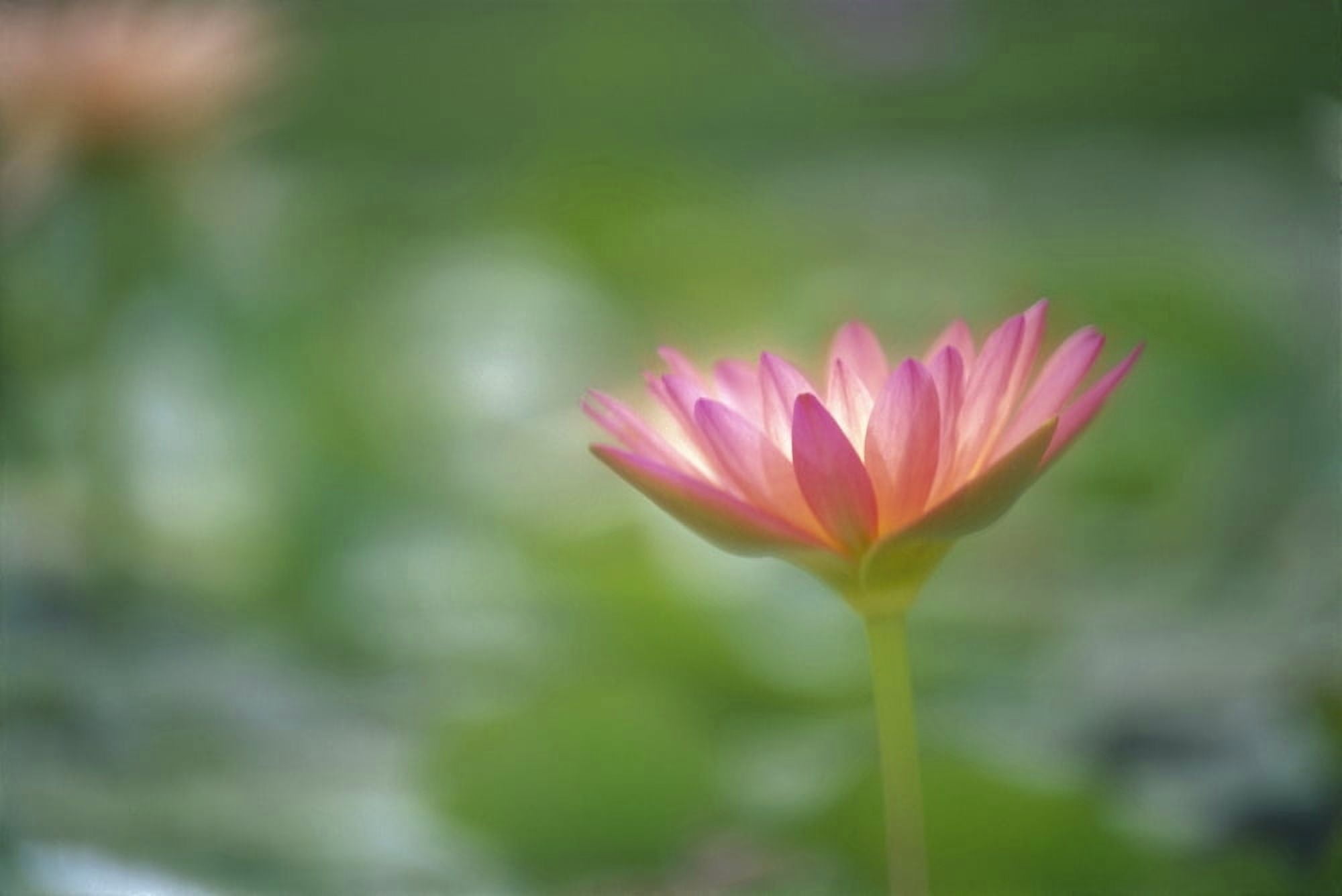 Close-Up Side View Pink Lily In Pond Green Blurry Background Canvas Art - Ron Dahlquist Design Pics (19 x 12)