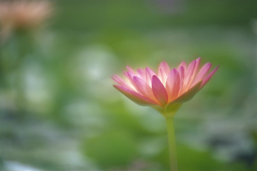 Close-Up Side View Pink Lily In Pond Green Blurry Background Canvas Art - Ron Dahlquist Design Pics (38 x 24)