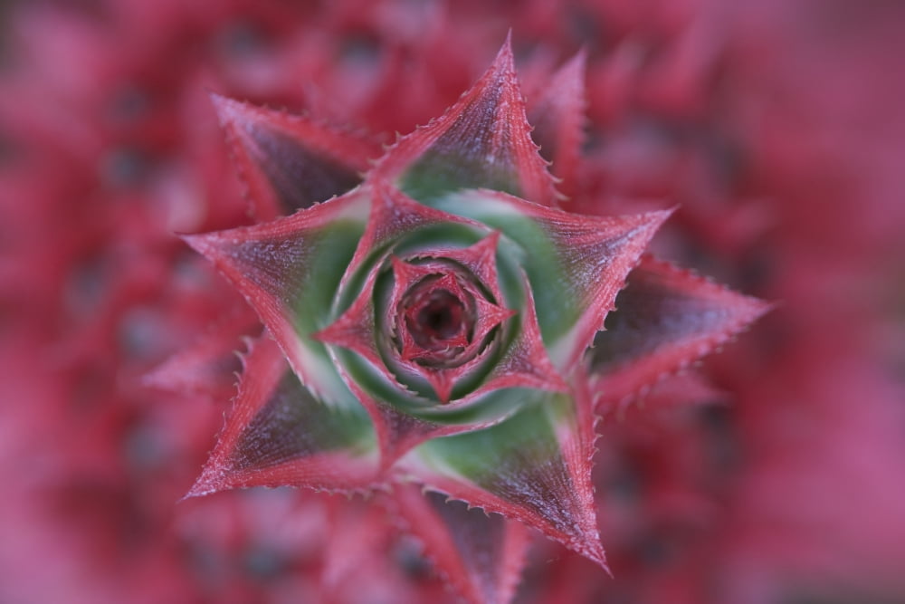 Close-Up Silver Vase Flower Aechmea Fasciata Costa Rica Canvas Art - Peter Van Rhijn Design Pics (34 x 22)