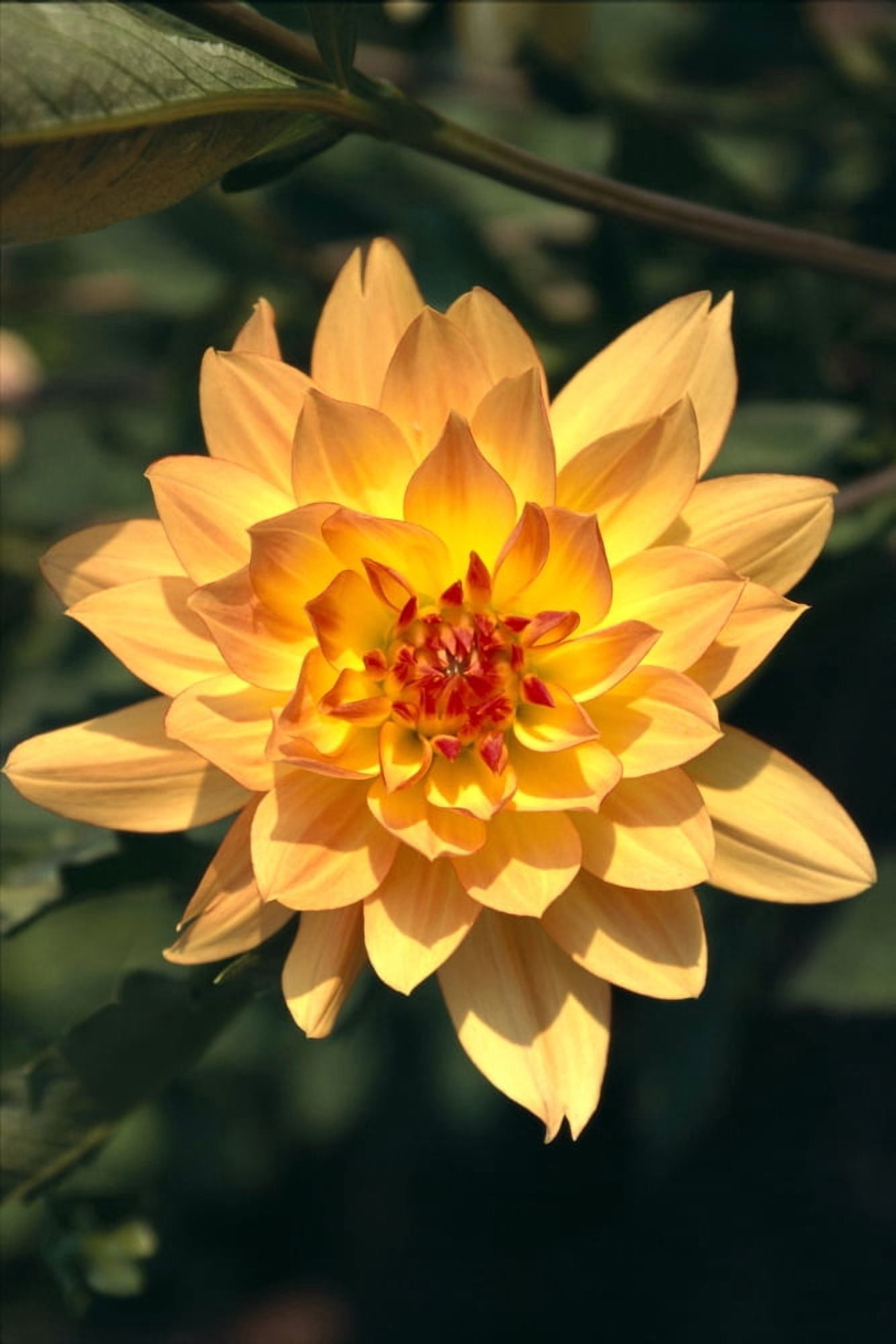 Close-Up Single Dahlia Flower On Plant Orange Yellow With Red Center Tips Canvas Art - Sri Rusden Design Pics (12 x 19)