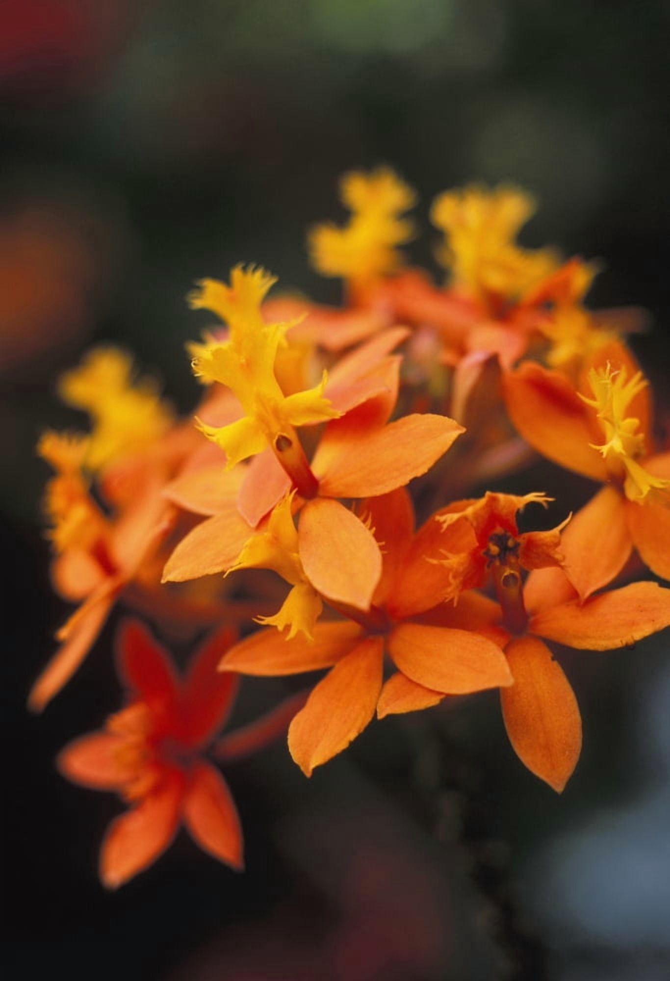 Close-Up Single Group Of Orange Epidendrum Orchid Soft Focus Canvas Art - Allan Seiden Design Pics (22 x 34)