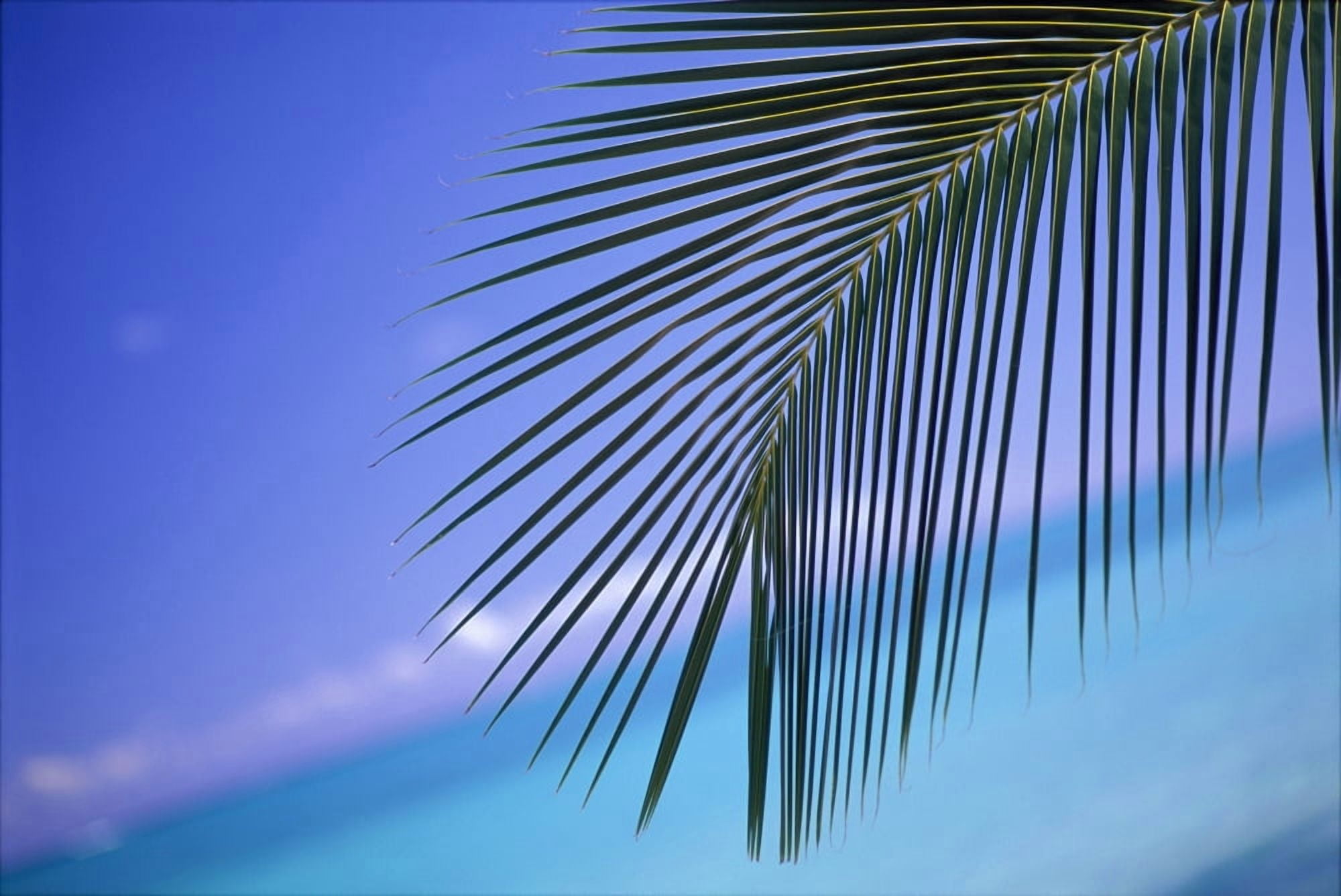 Close-Up Of Single Palm Frond With Calm Turquoise Ocean Background Horizon Blue Sky Tilted Slanted View Canvas Art - Dana Edmunds Design Pics (38 x 24)