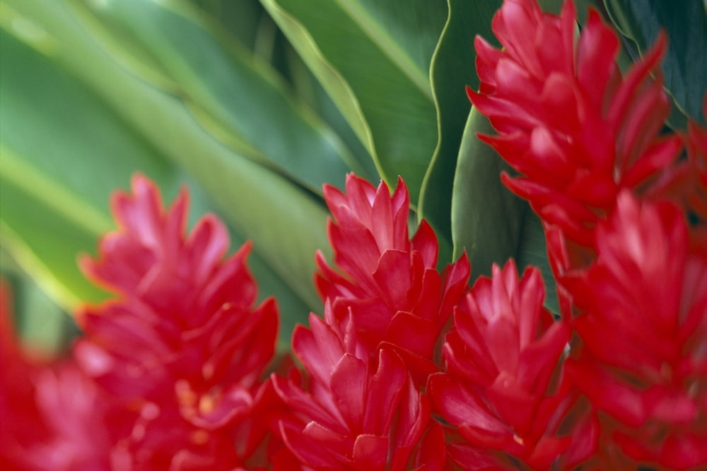 Close-Up Soft Focus Petals Of Red Ginger Green Leaves Background C1656 Canvas Art - Dana Edmunds Design Pics (19 x 12)