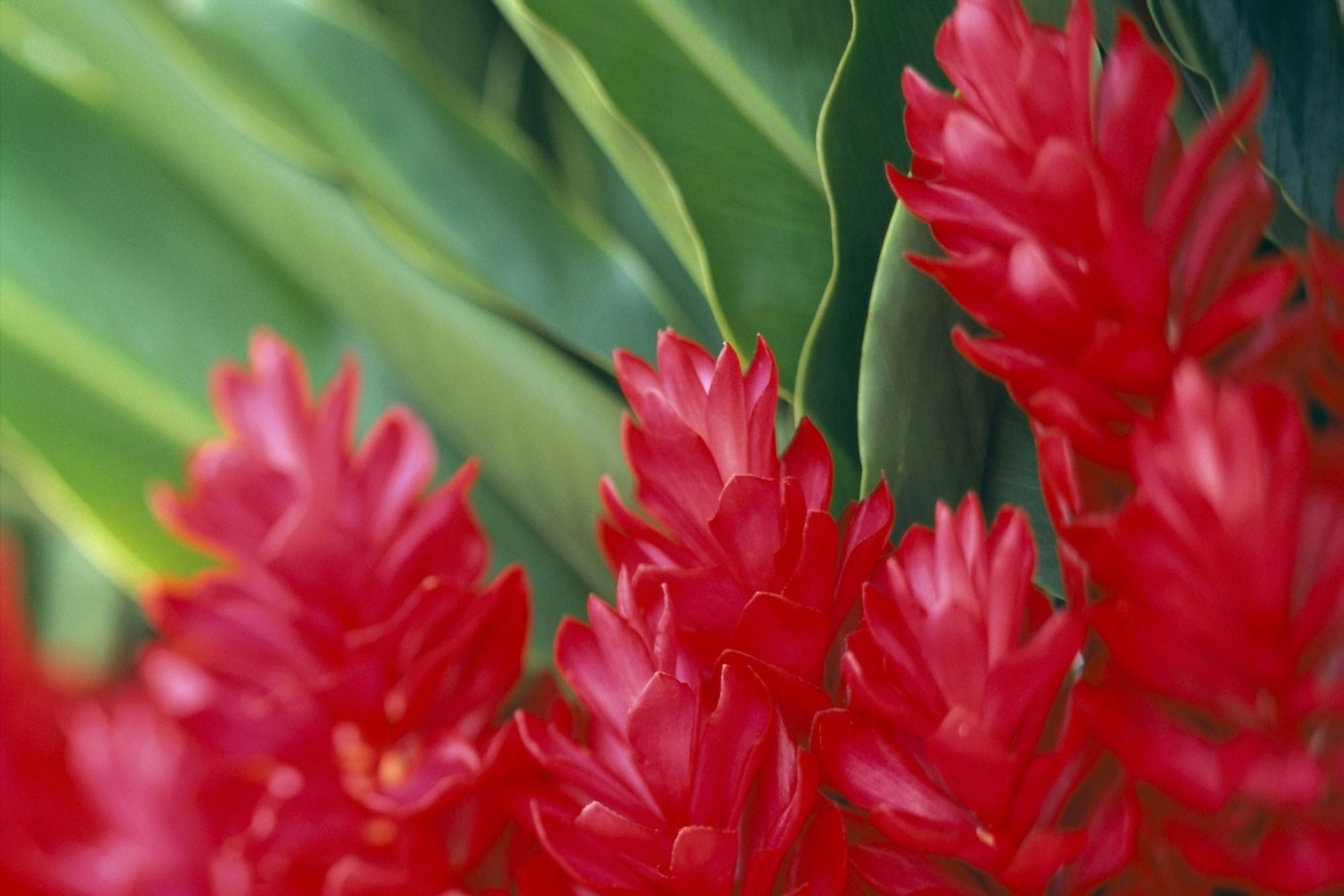 Close-Up Soft Focus Petals Of Red Ginger Green Leaves Background C1656 Canvas Art - Dana Edmunds Design Pics (38 x 24)