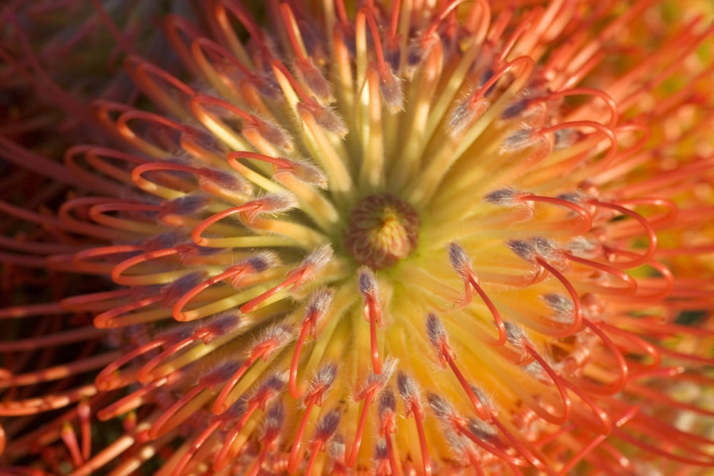 Close-Up Top View Red Pin Cushion Protea Blossom Or Leucospermum Texture Detail Canvas Art - Ron Dahlquist Design Pics (17 x 11)