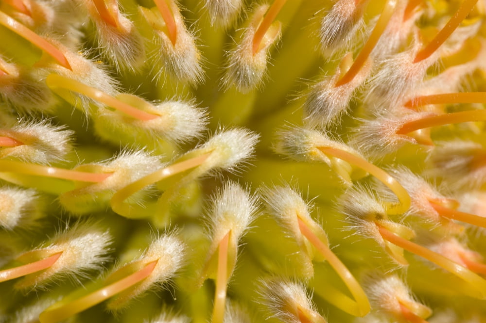 Close-Up Top View Red Pin Cushion Protea Blossom Or Leucospermum Texture Detail Canvas Art - Ron Dahlquist Design Pics (34 x 22)
