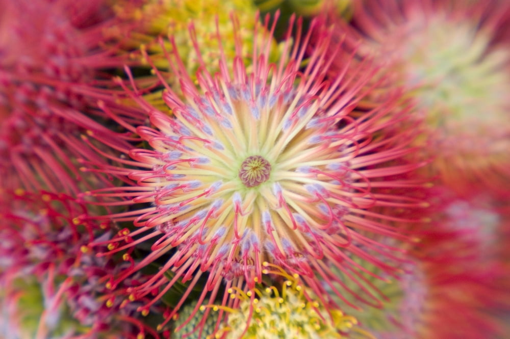 Close-Up Top View Red Pin Cushion Protea Blossom Or Leucospermum Texture Detail Canvas Art - Ron Dahlquist Design Pics (36 x 24)