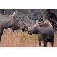 thumbnail image 1 of Close Up View Of A Cow Moose And Calf In The Chugach Mountains Near Anchorage Southcentral Alaska Autumn, 1 of 4
