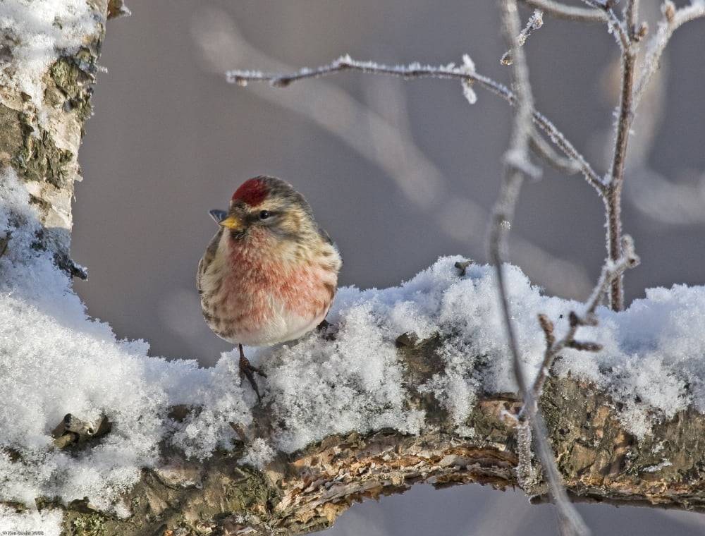 Close Up View Of A Male Redpoll In Spring Breeding Colors Anchorage Southcentral Alaska Canvas Art - Ken Baehr Design Pics (34 x 24)