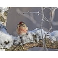 thumbnail image 1 of Close Up View Of A Male Redpoll In Spring Breeding Colors Anchorage Southcentral Alaska Poster Print, 1 of 3