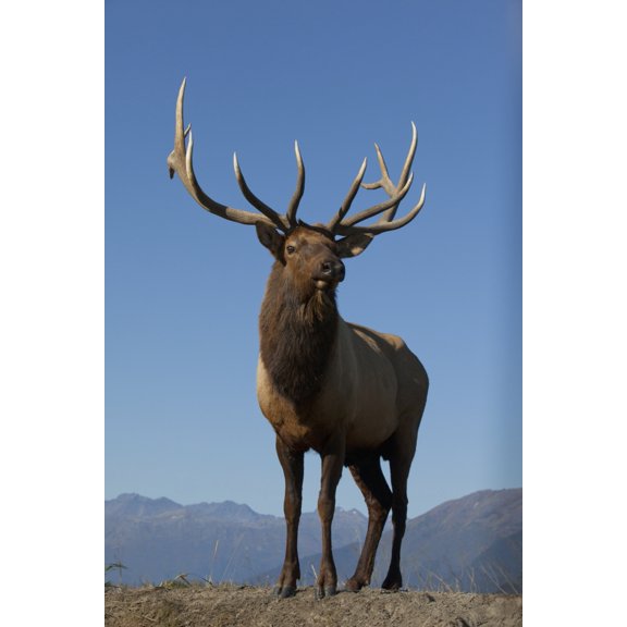 Close Up View Of A Rocky Mountain Bull Elk Bugling During The Autumn Rut At The Alaska Wildlife Conservation Center Near