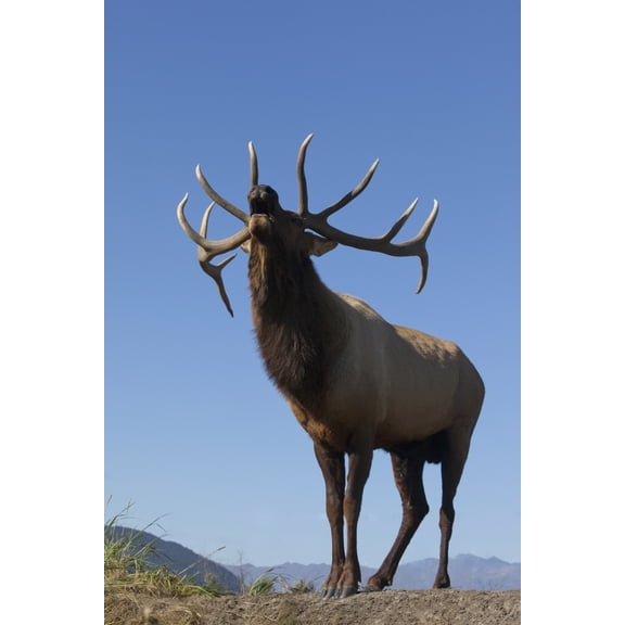 Close Up View Of A Rocky Mountain Bull Elk Bugling During The Autumn Rut At The Alaska Wildlife Conservation Center Near