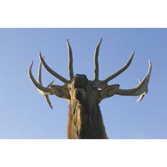 Close Up View Of A Rocky Mountain Bull Elk Bugling During The Autumn Rut At The Alaska Wildlife Conservation Center Near