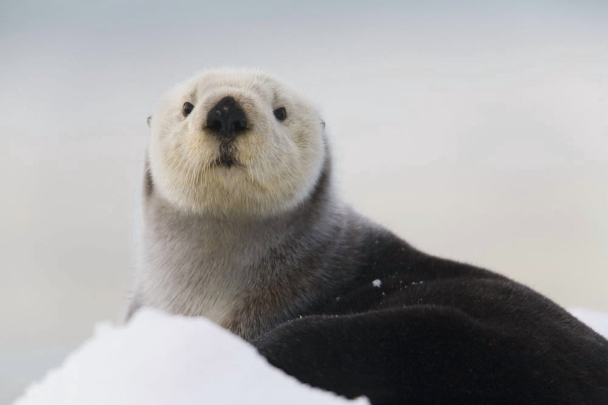 Close Up View Of A Sea Otter Hauled Out On Snow Prince William Sound Alaska Southcentral Winter Canvas Art - Milo Burcham Design Pics (38 x 24)