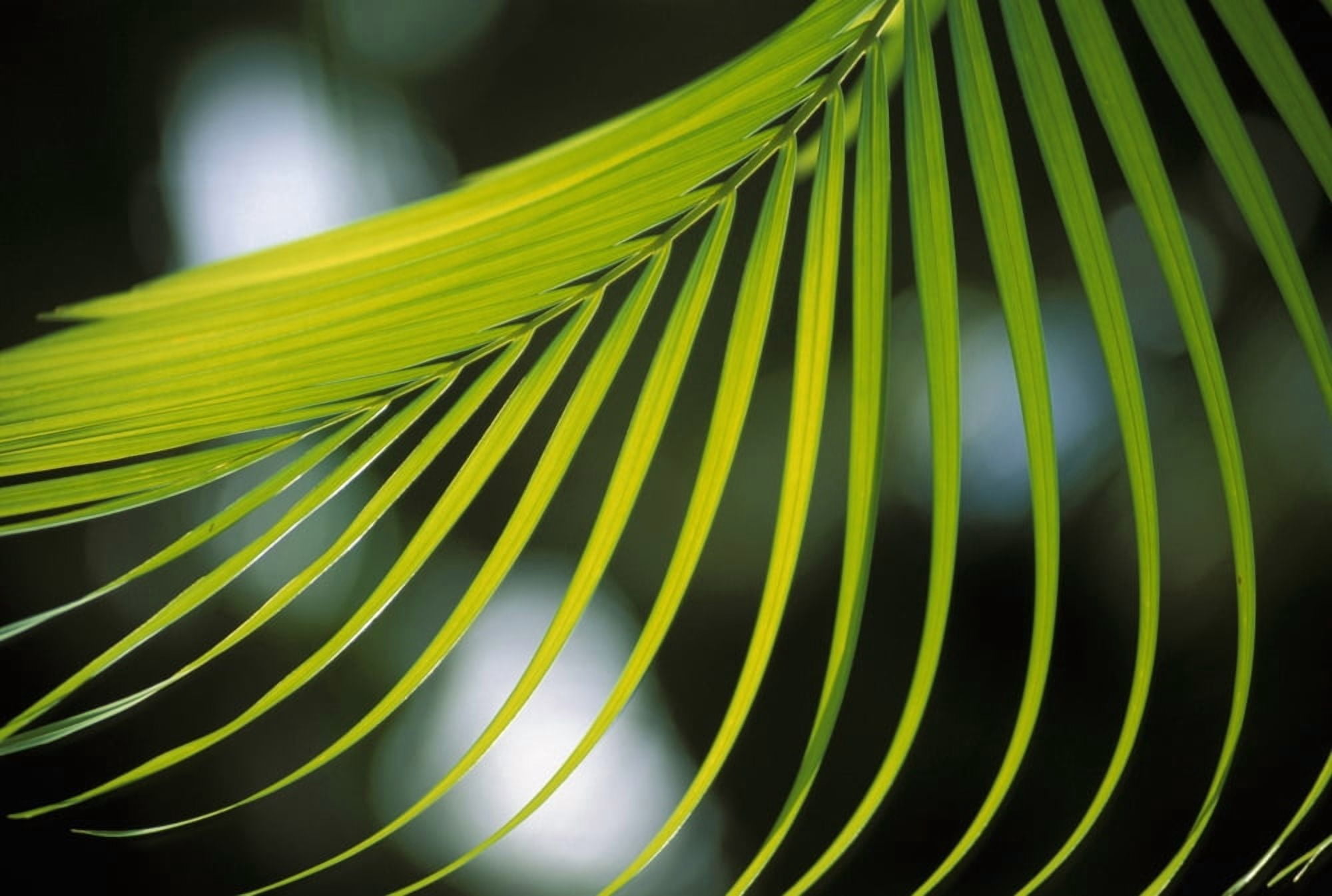 Close-Up View Of Palm Leaf Hanging From Tree Blurry Background Canvas Art - Bill Schildge Design Pics (17 x 11)