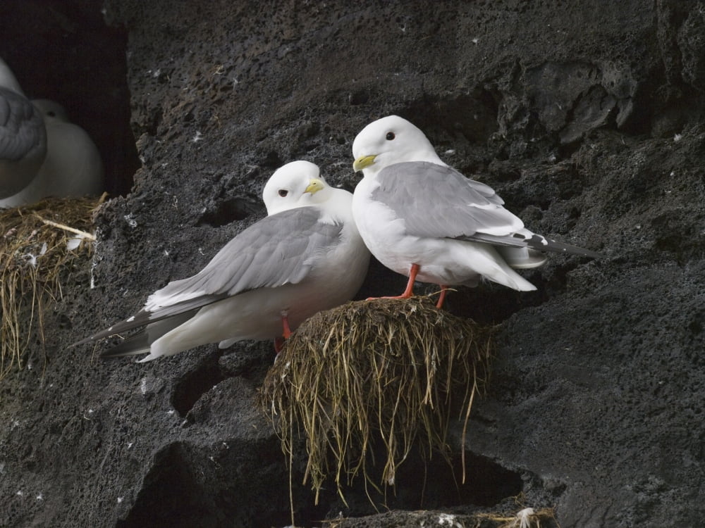 Close Up View Of Red-Legged Kittiwakes In Their Nest Summer St Paul Island Southwest Alaska Canvas Art - John Gibbens Design Pics (18 x 13)