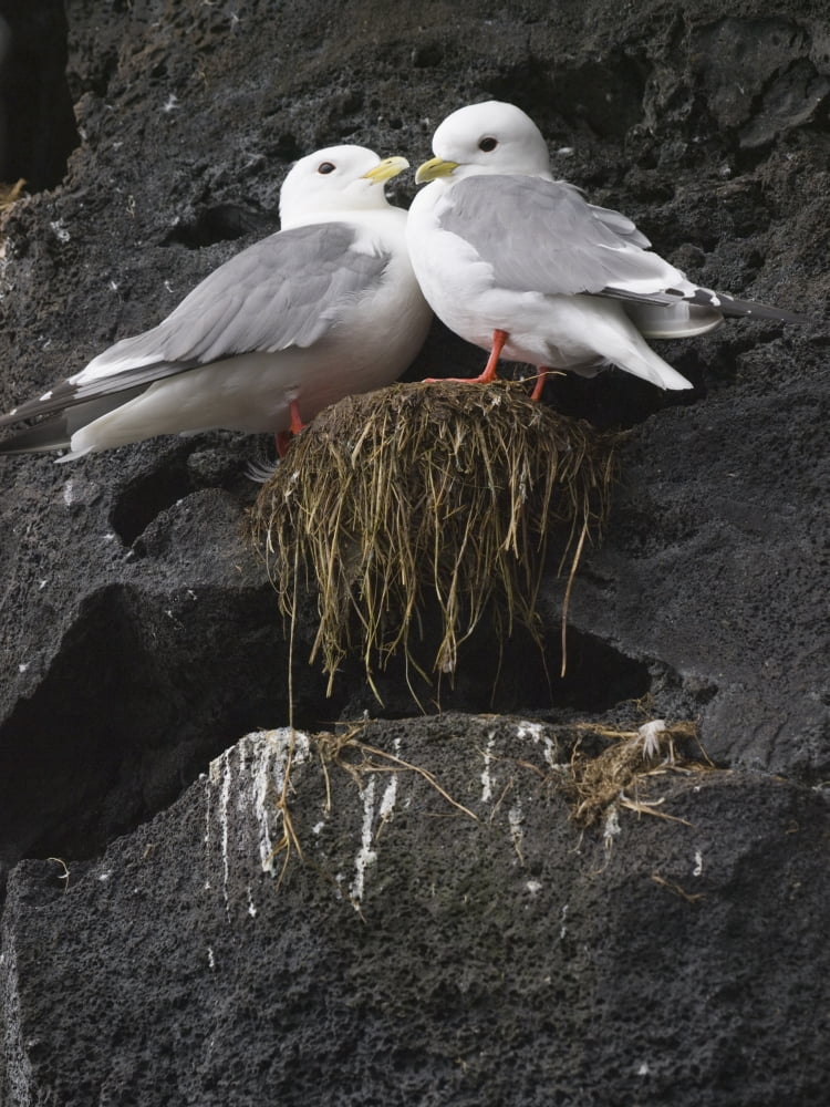 Close Up View Of Red-Legged Kittiwakes In Their Nest Summer St Paul Island Southwest Alaska Canvas Art - John Gibbens Design Pics (26 x 34)