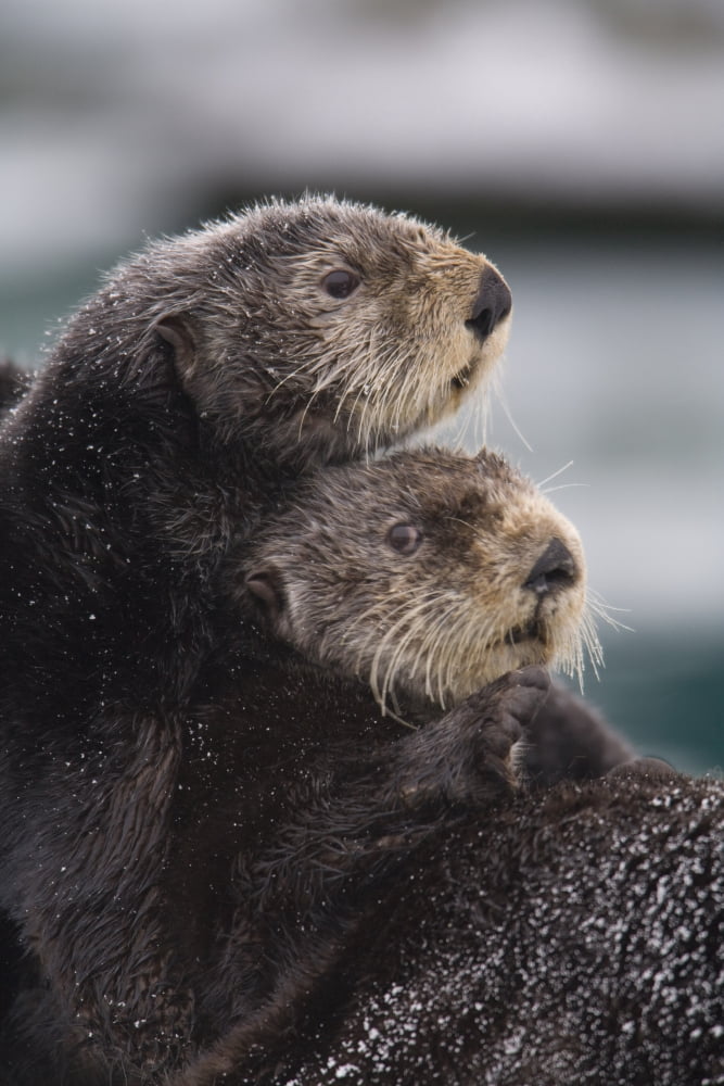 Close Up View Of Sea Otters Huddled Together Prince William Sound Southcentral Alaska Winter Canvas Art - Milo Burcham Design Pics (11 x 17)