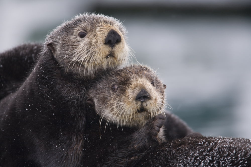 Close Up View Of Sea Otters Huddled Together Prince William Sound Southcentral Alaska Winter Canvas Art - Milo Burcham Design Pics (17 x 11)