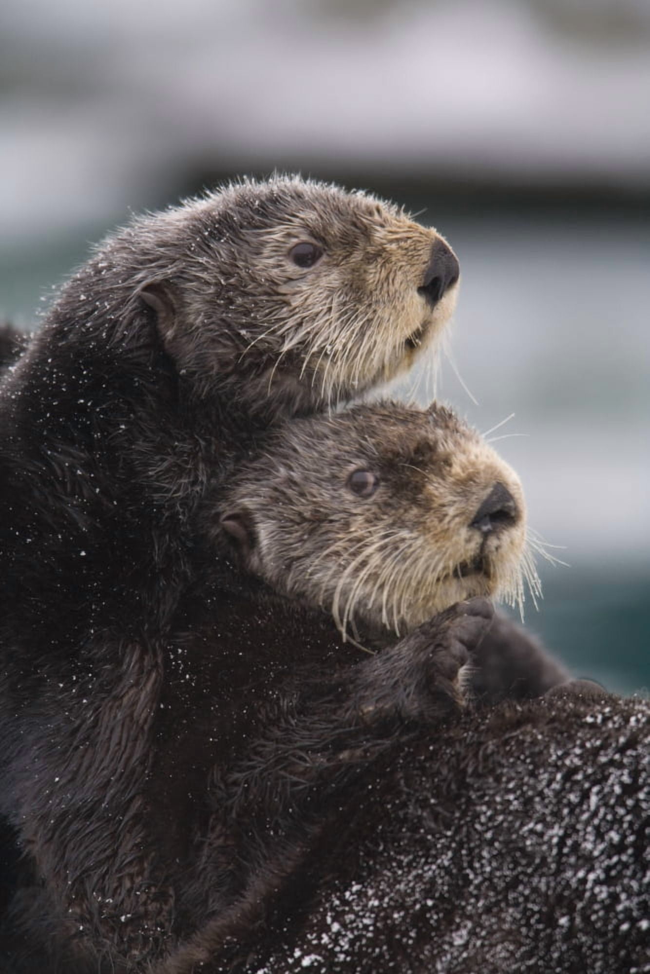 Close Up View Of Sea Otters Huddled Together Prince William Sound Southcentral Alaska Winter Canvas Art - Milo Burcham Design Pics (22 x 34)