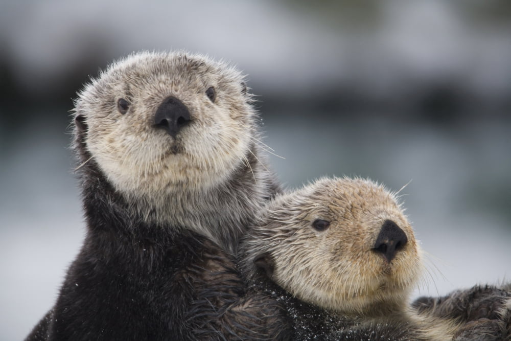 Close Up View Of Sea Otters Huddled Together Prince William Sound Southcentral Alaska Winter Canvas Art - Milo Burcham Design Pics (38 x 24)