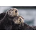 thumbnail image 1 of Close Up View Of Sea Otters Huddled Together Prince William Sound Southcentral Alaska Winter Poster Print, 1 of 3