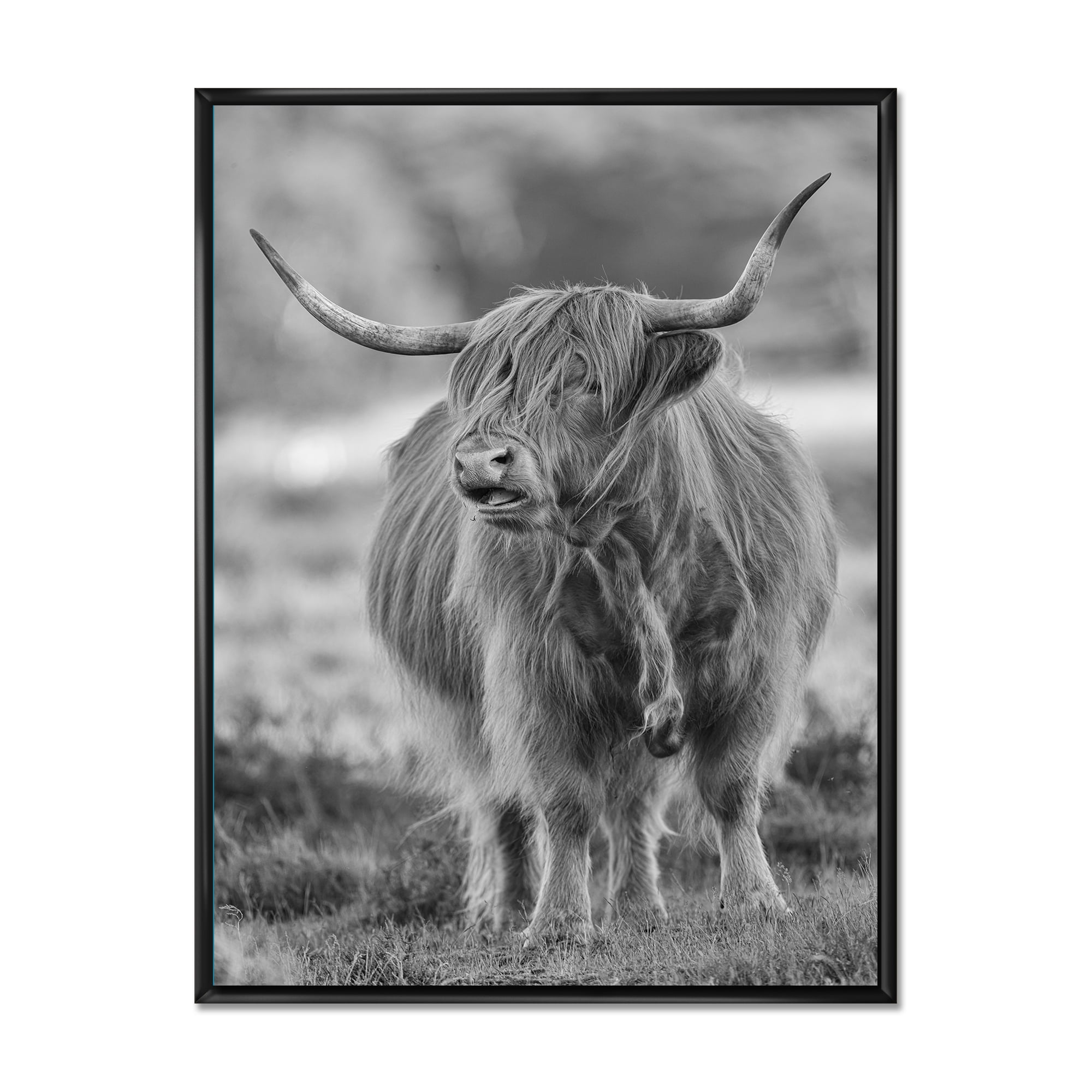 Close Up View of Monochrome Bull 16 in x 32 in Framed Photography Canvas Art Print, by Designart