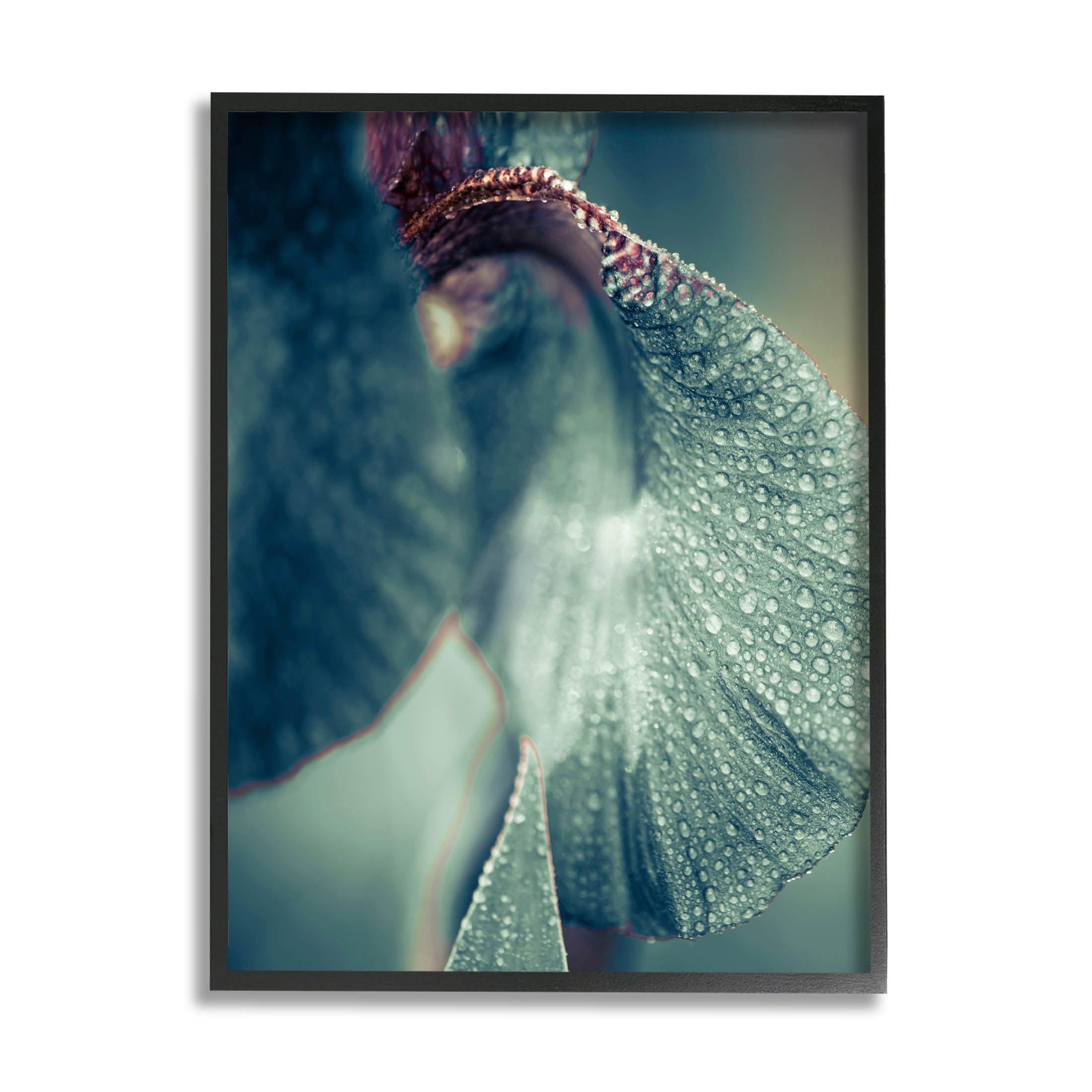 Close Up Water Drip Petals Botanical & Floral Photograph Black Framed Art Print Wall Art