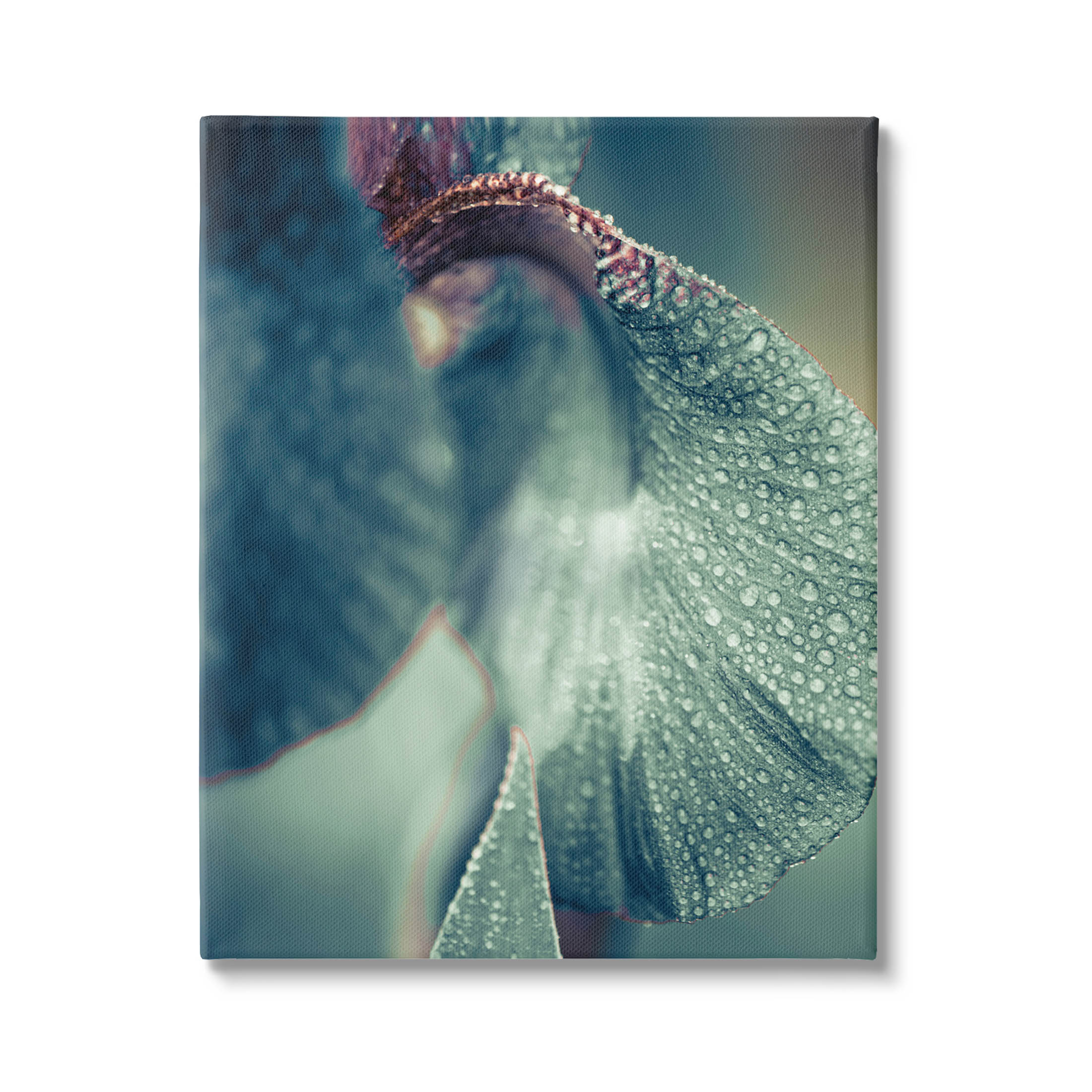 Close Up Water Drip Petals Botanical & Floral Photograph Gallery Wrapped Canvas Print Wall Art