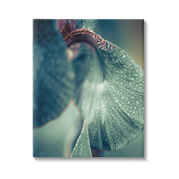 Close Up Water Drip Petals Botanical & Floral Photograph Gallery Wrapped Canvas Print Wall Art