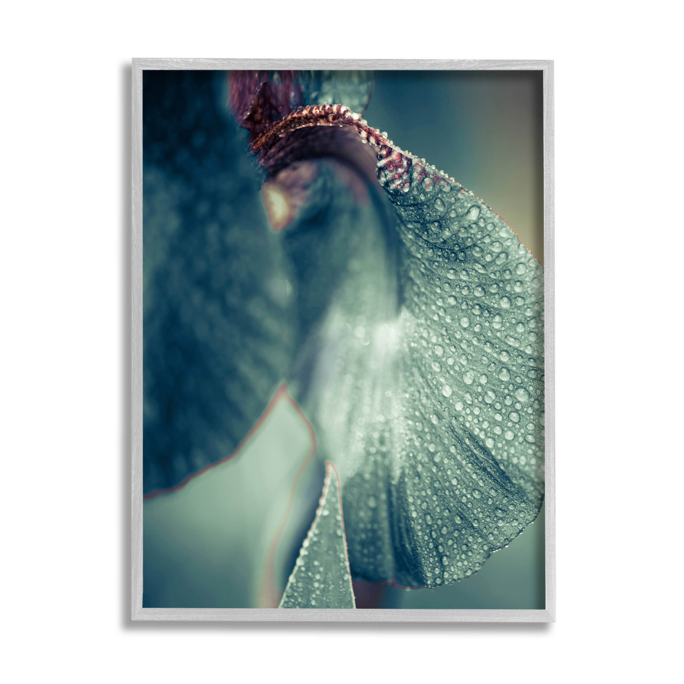 Close Up Water Drip Petals Botanical & Floral Photograph Gray Framed Art Print Wall Art