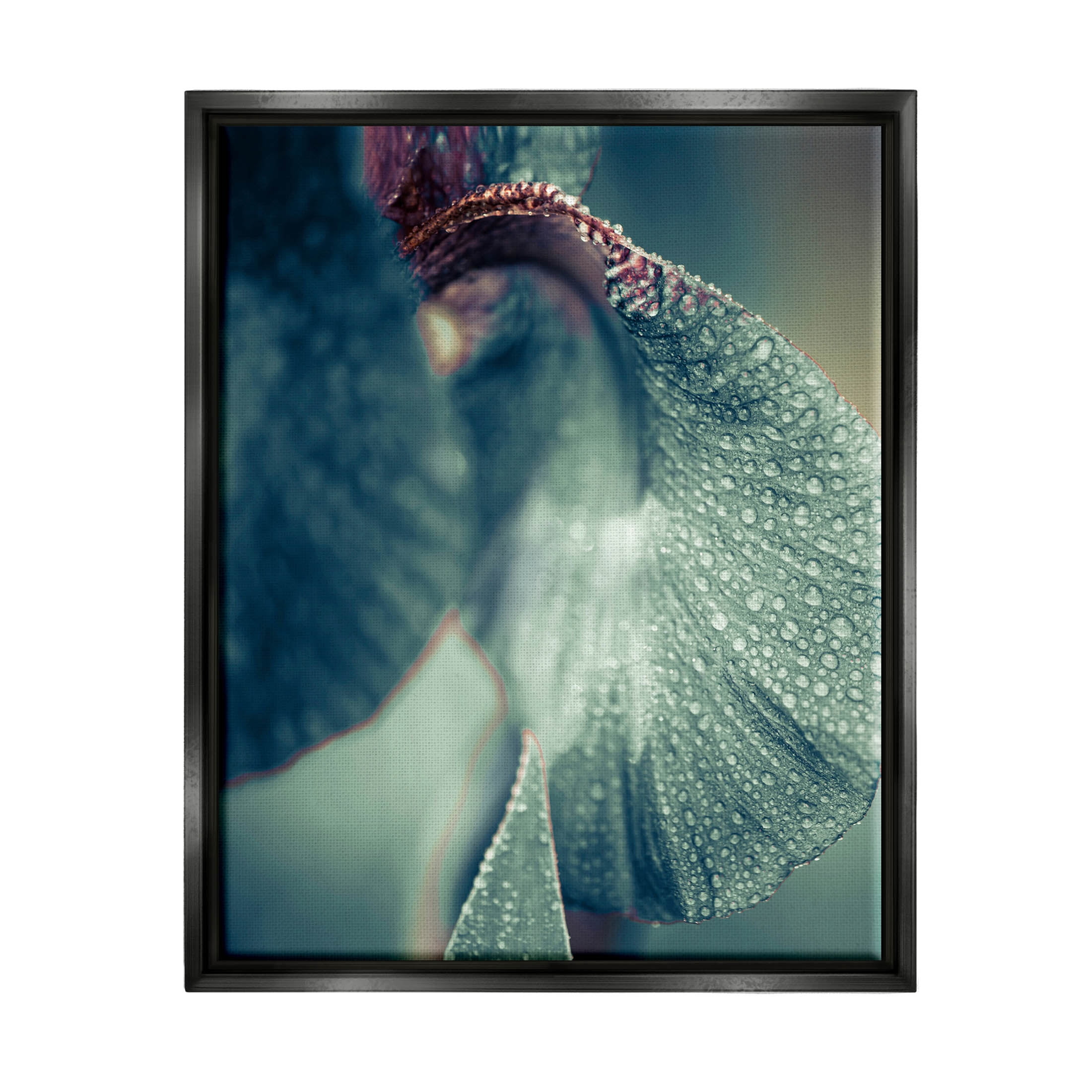 Close Up Water Drip Petals Botanical & Floral Photograph Jet Black Framed Art Print Wall Art