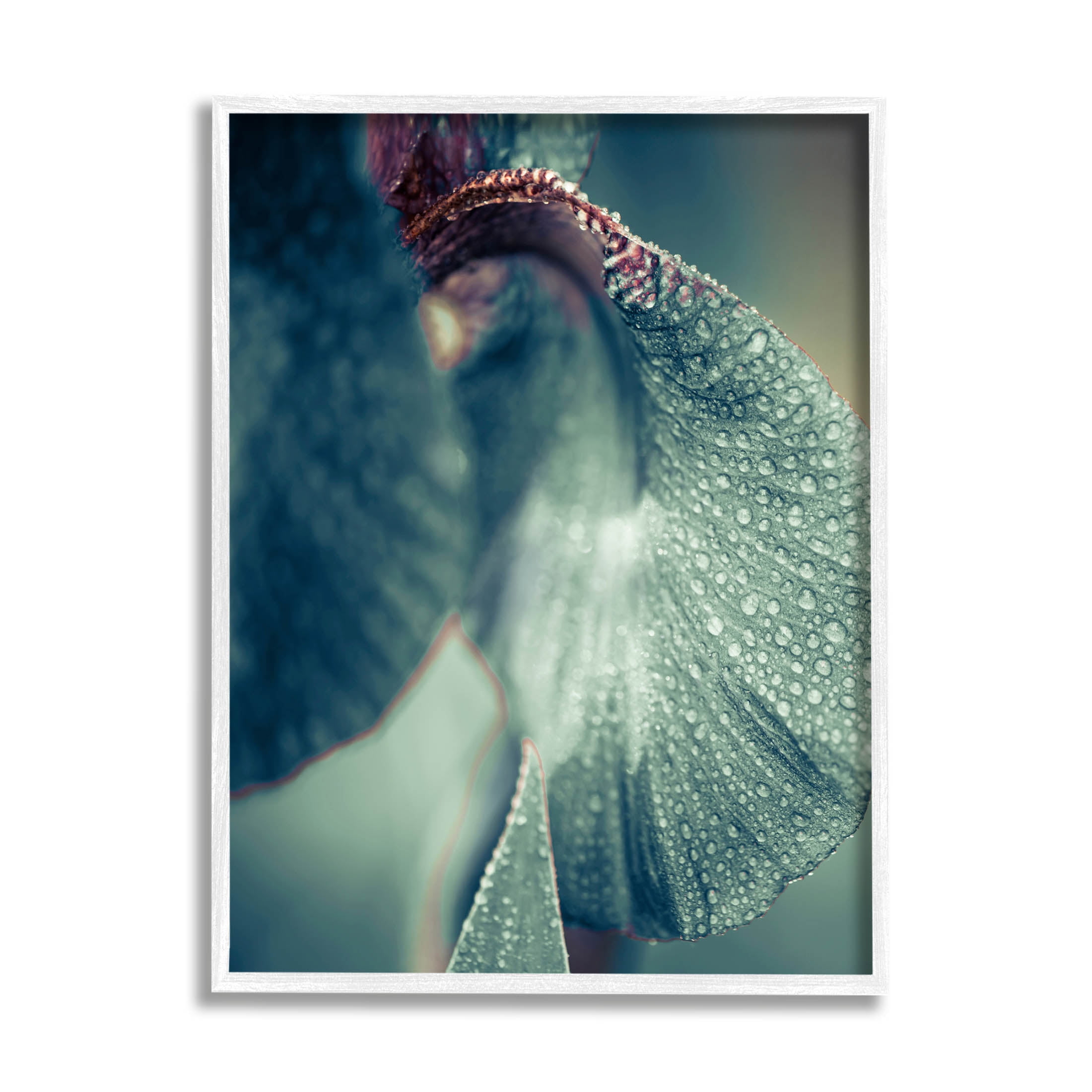 Close Up Water Drip Petals Botanical & Floral Photograph White Framed Art Print Wall Art