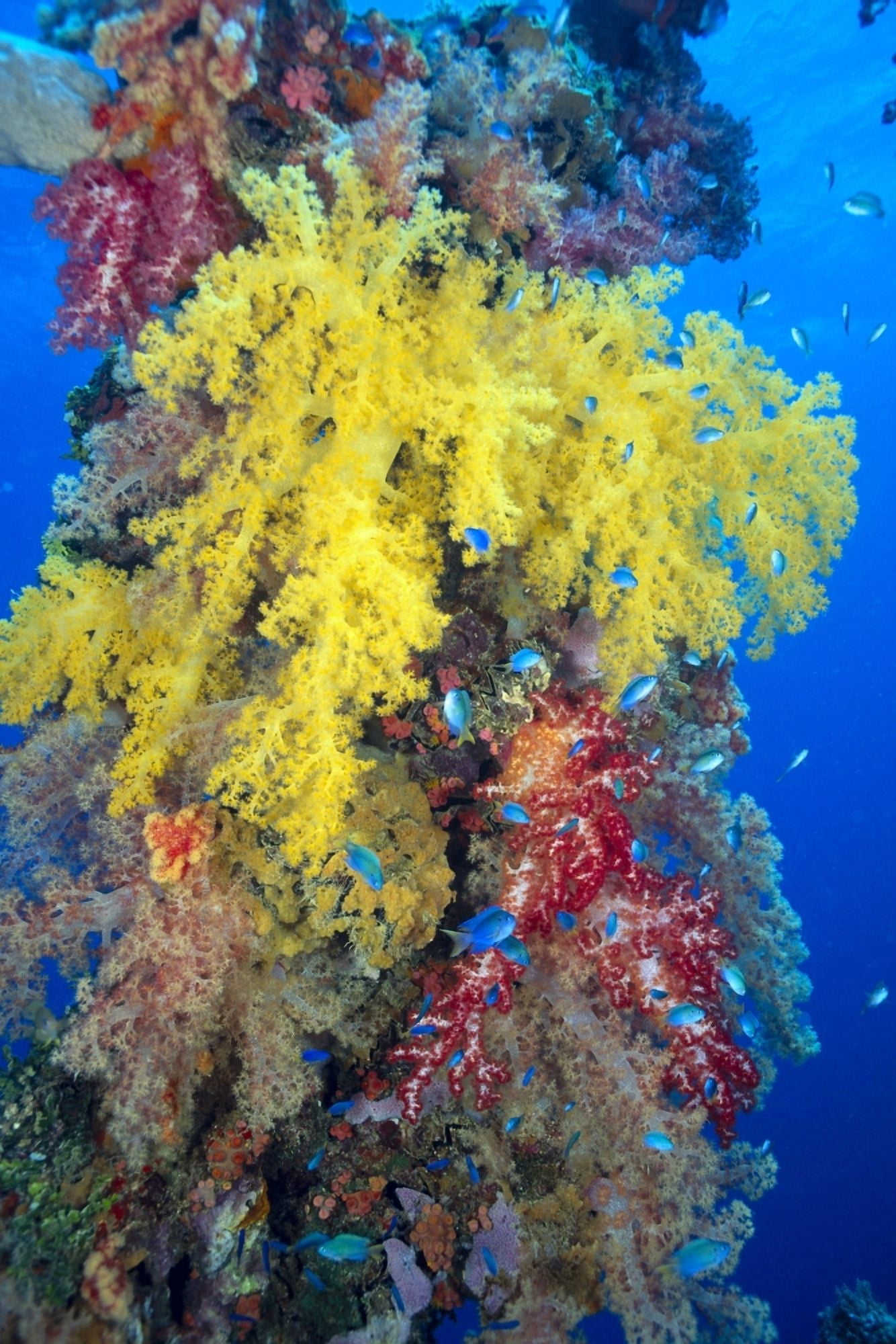 Close-Up Of Yellow And Red Alcyonarian Coral On Life Boat Davit Blue Water (Dendronephthya Sp) Overgrown Canvas Art - Dave Fleetham Design Pics (24 x 38)