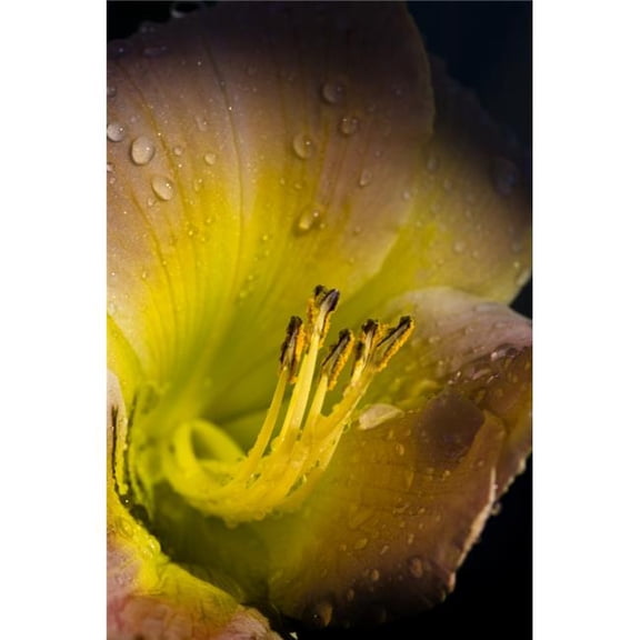 Close Up of A Flower Poster Print by Richard Wear - 11 x 17